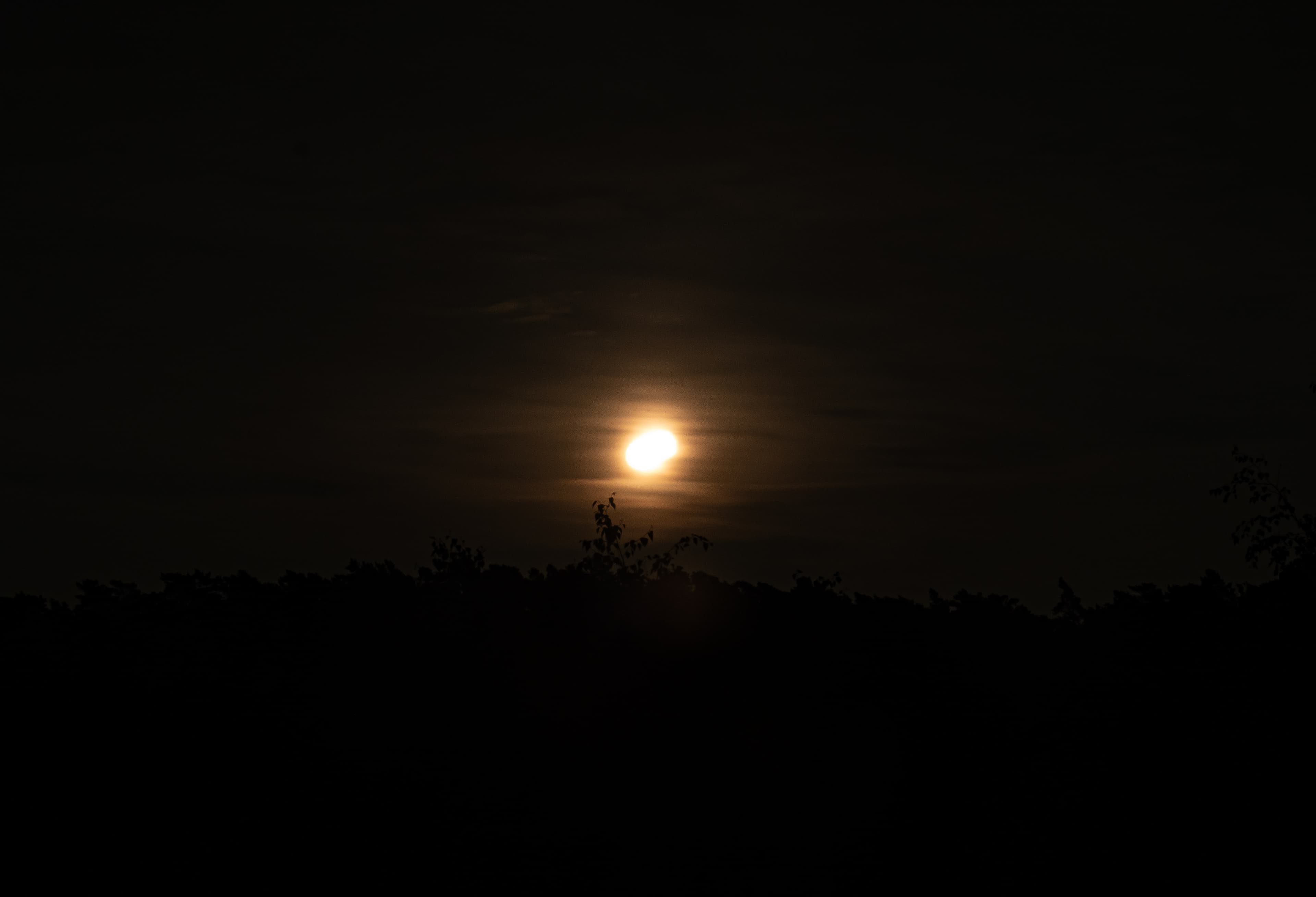 Golden Moon Rising Over Dark Treeline
