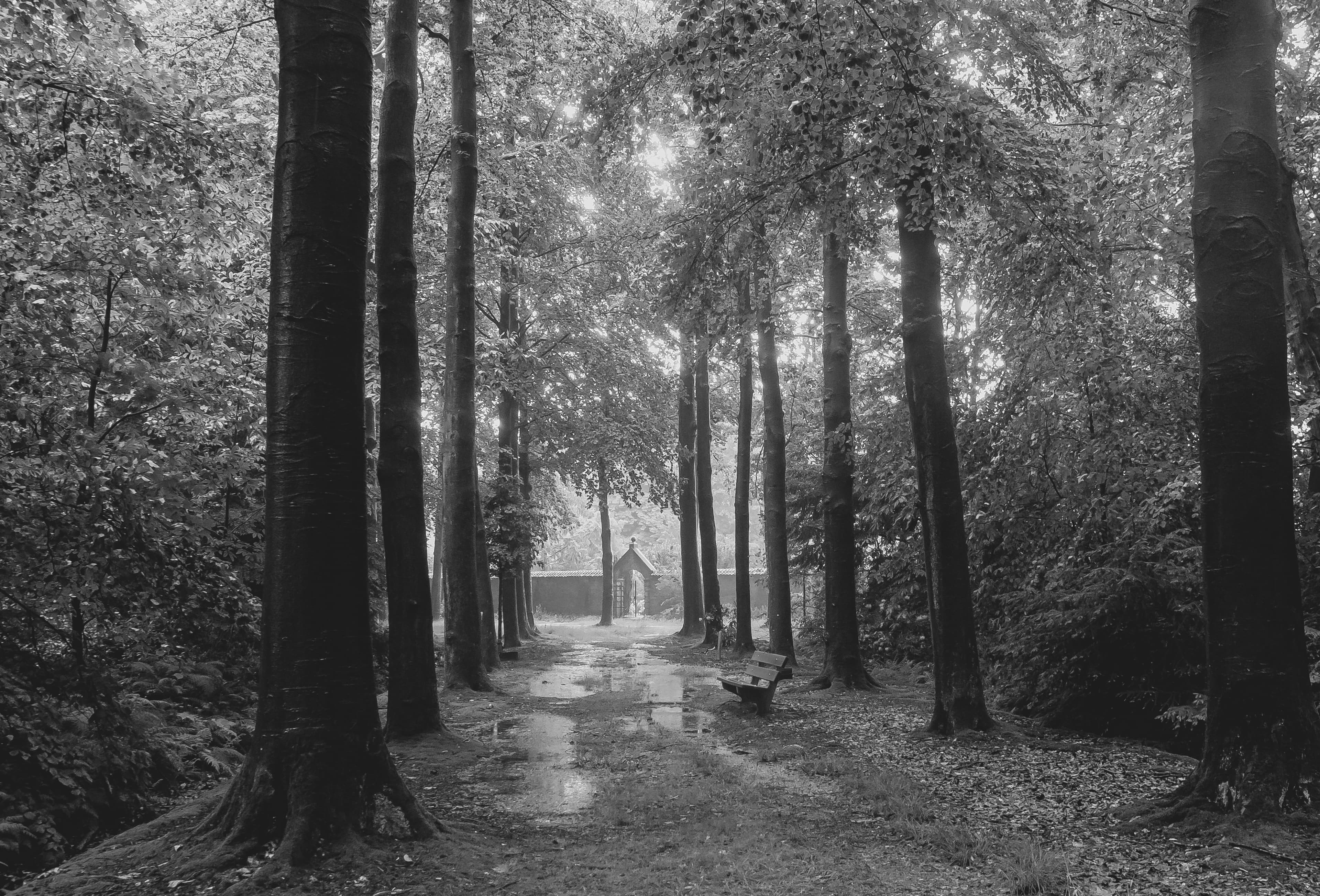 Silent Path Through the Misty Grove