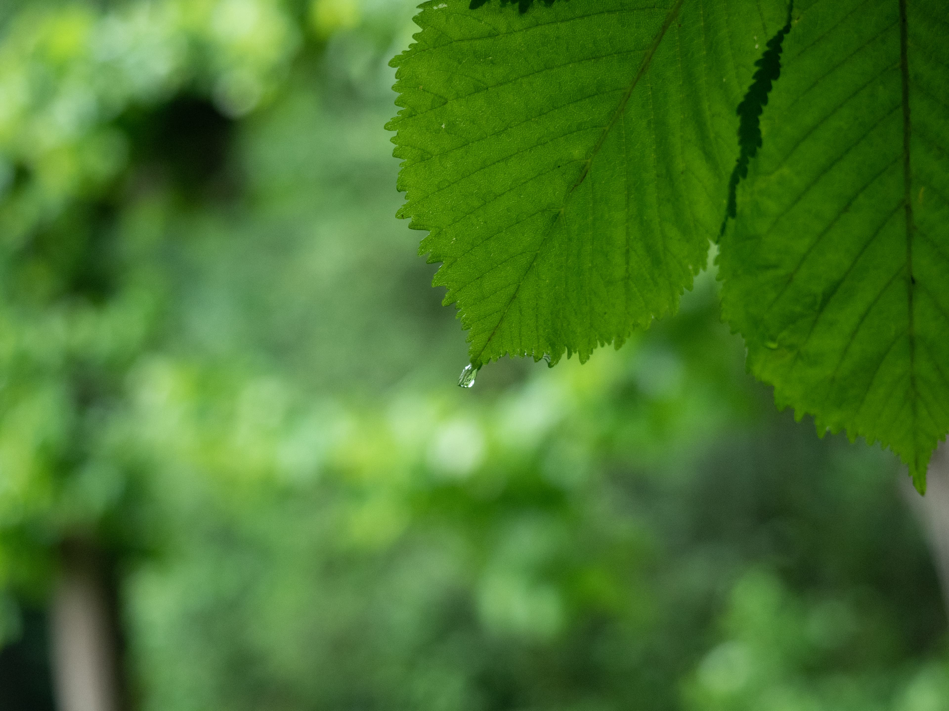 A Single Drop After Rain