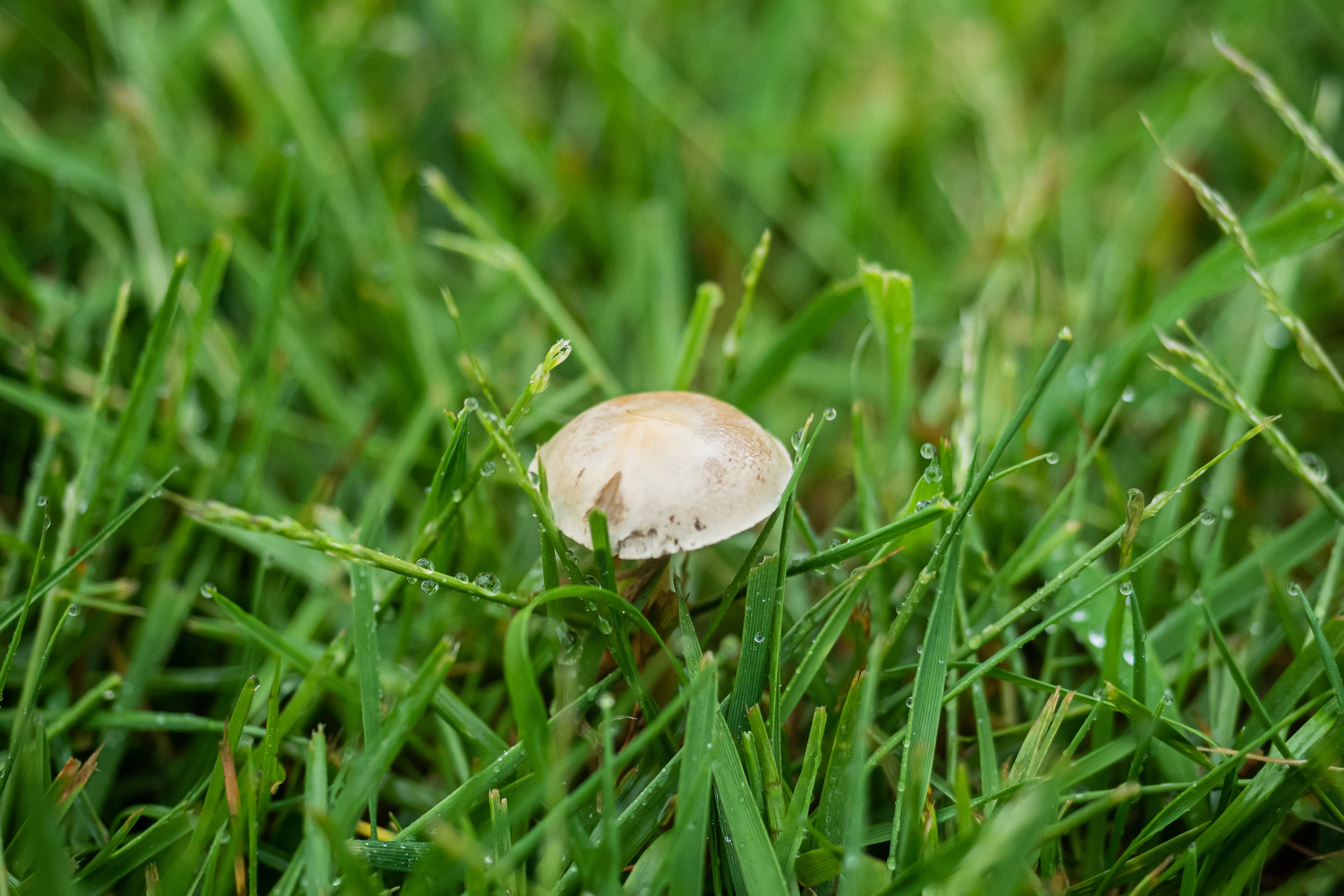 After the Rain a Lone Mushroom