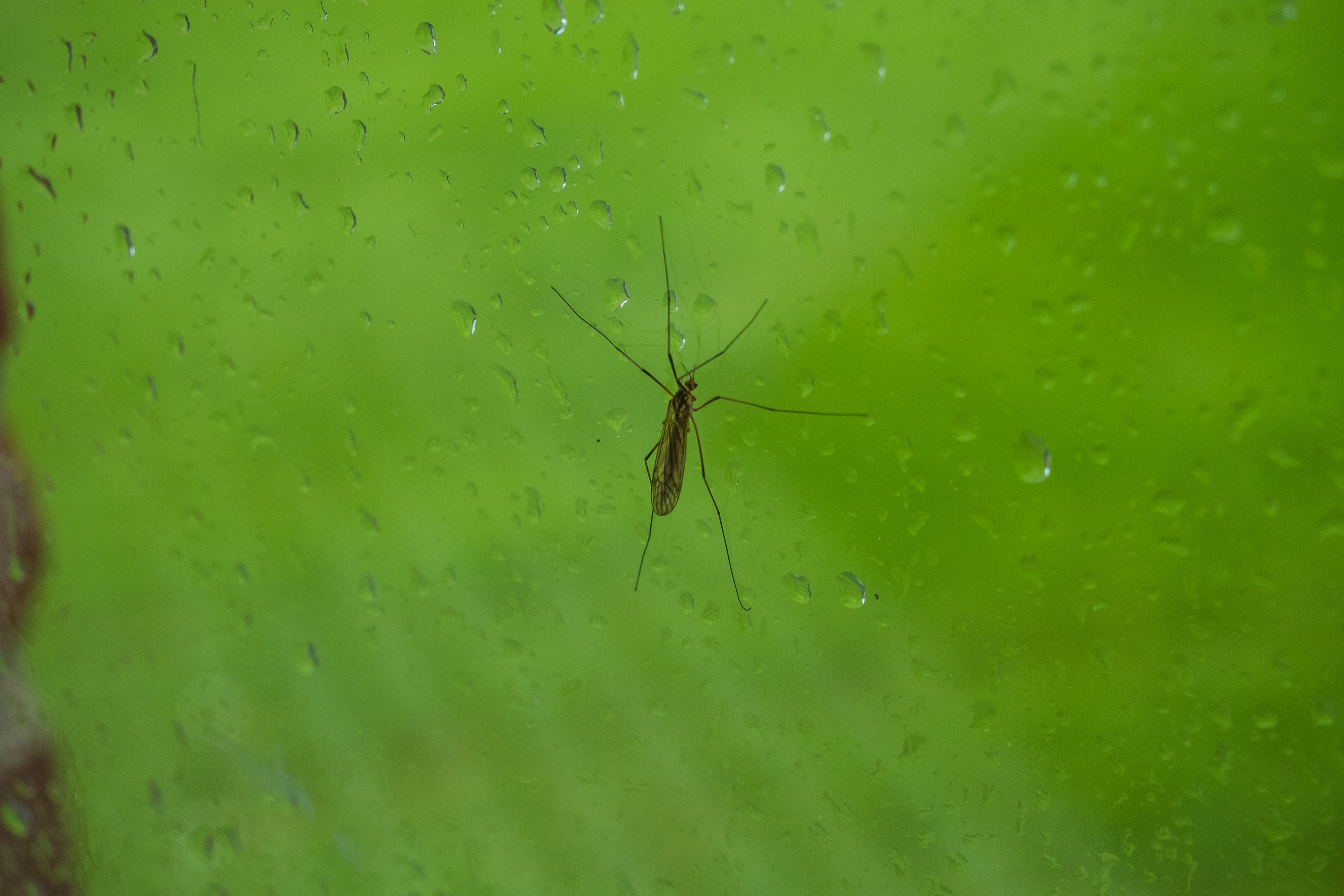 Crane Fly on Rain Speckled Glass