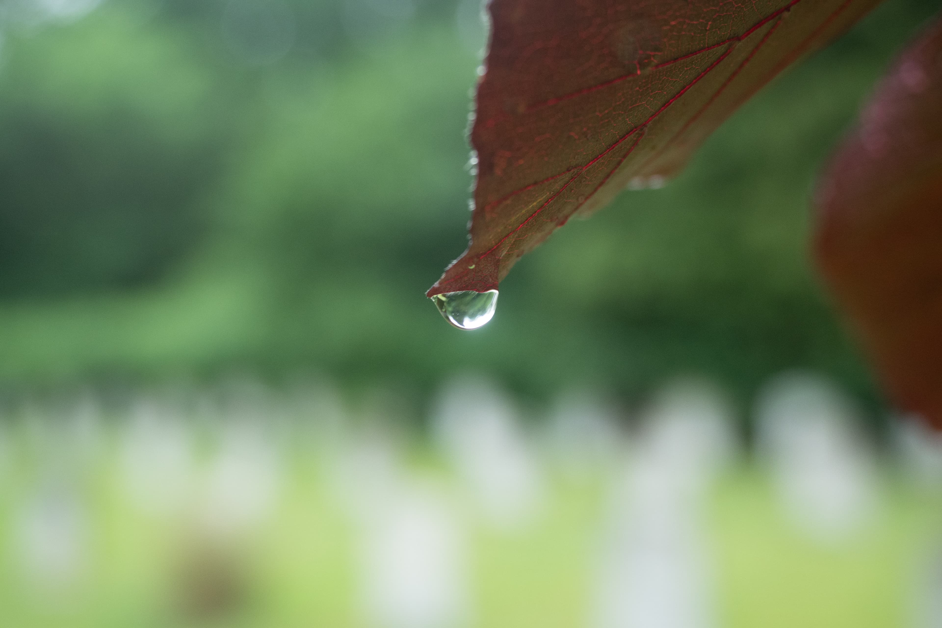 Crimson Leaf Releasing a Single Drop