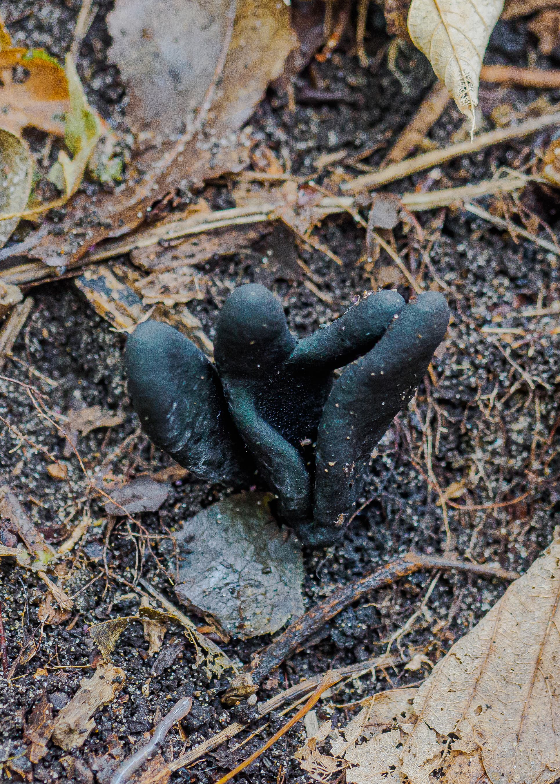 Dead Man's Fingers Emerging From Dark Soil