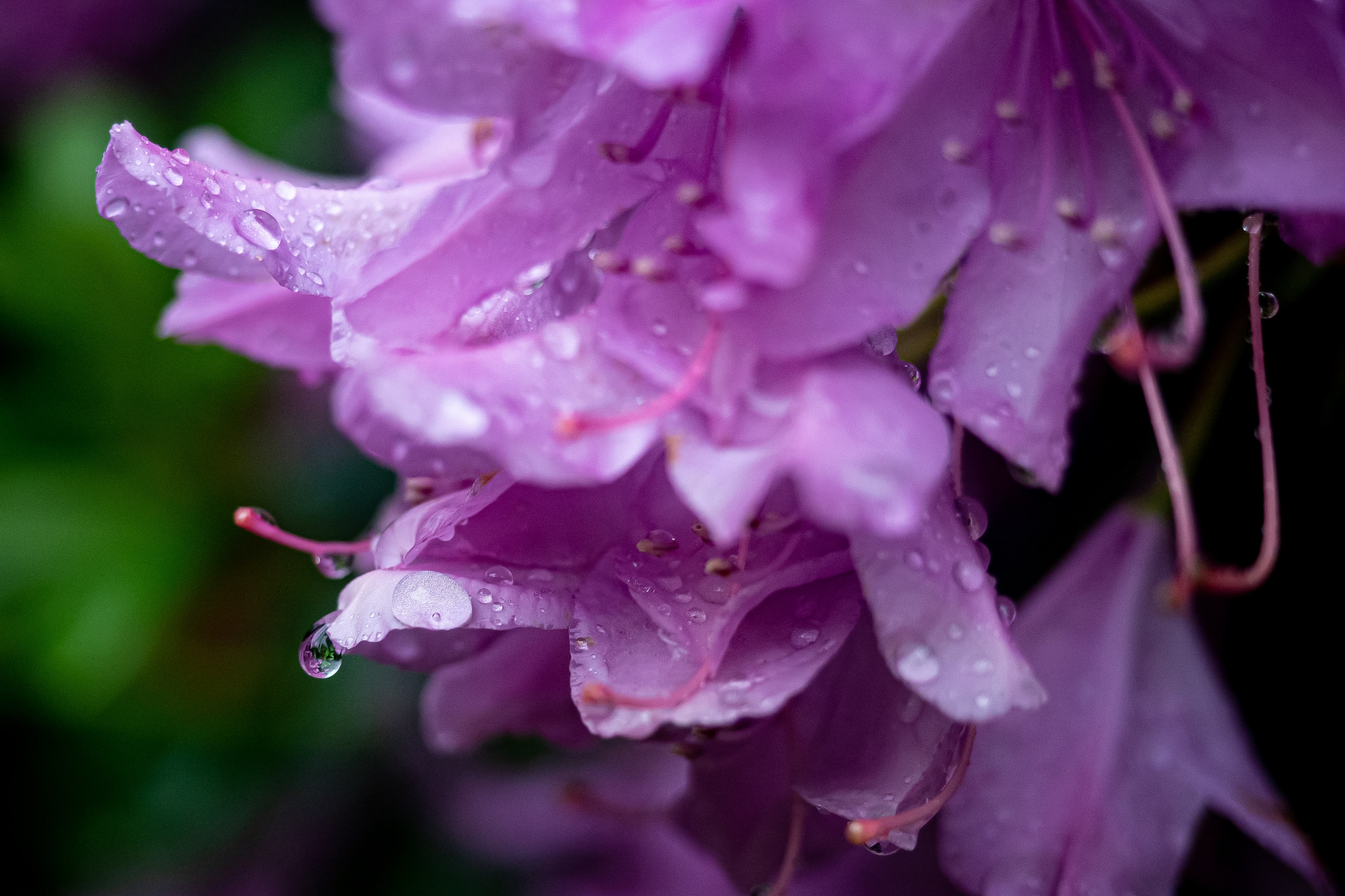 Lavender Petals After the Rain
