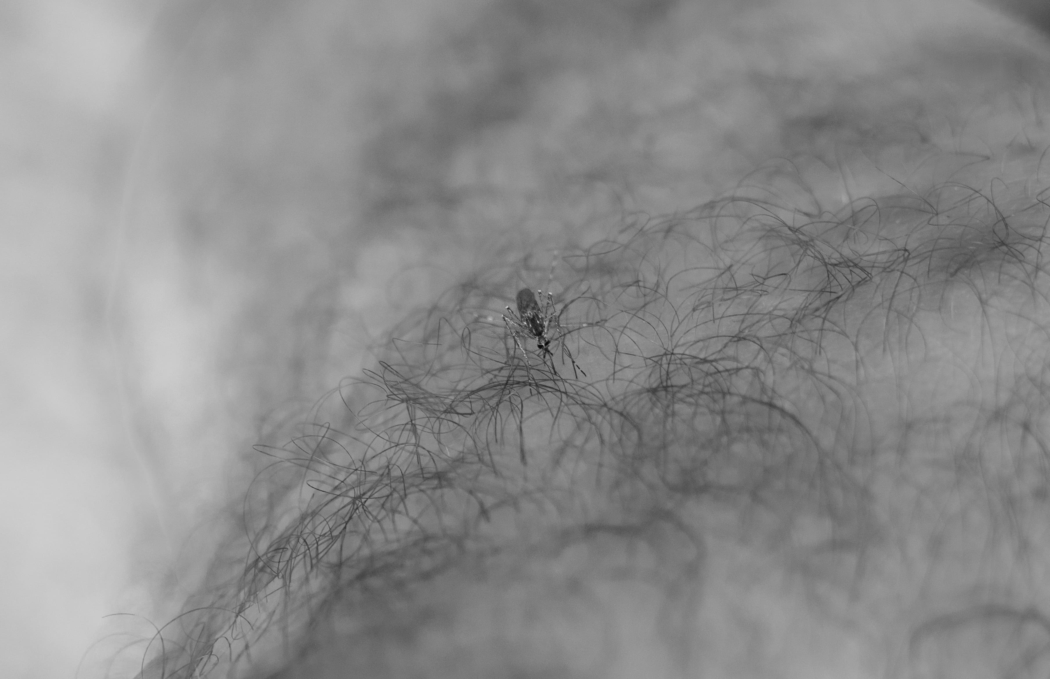 Mosquito Landing on Hairy Skin