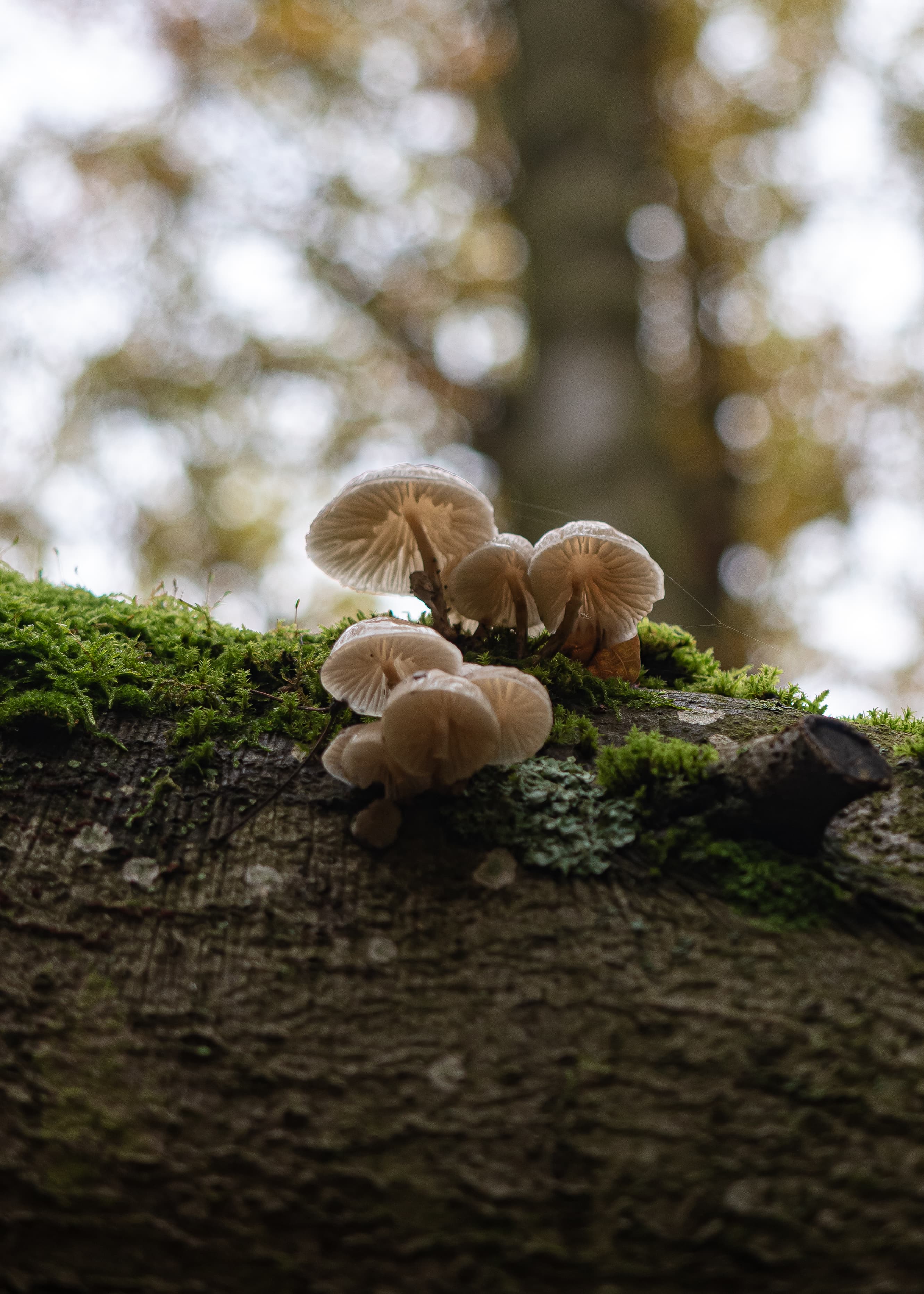 Pale Fungi Rising From Mossy Bark