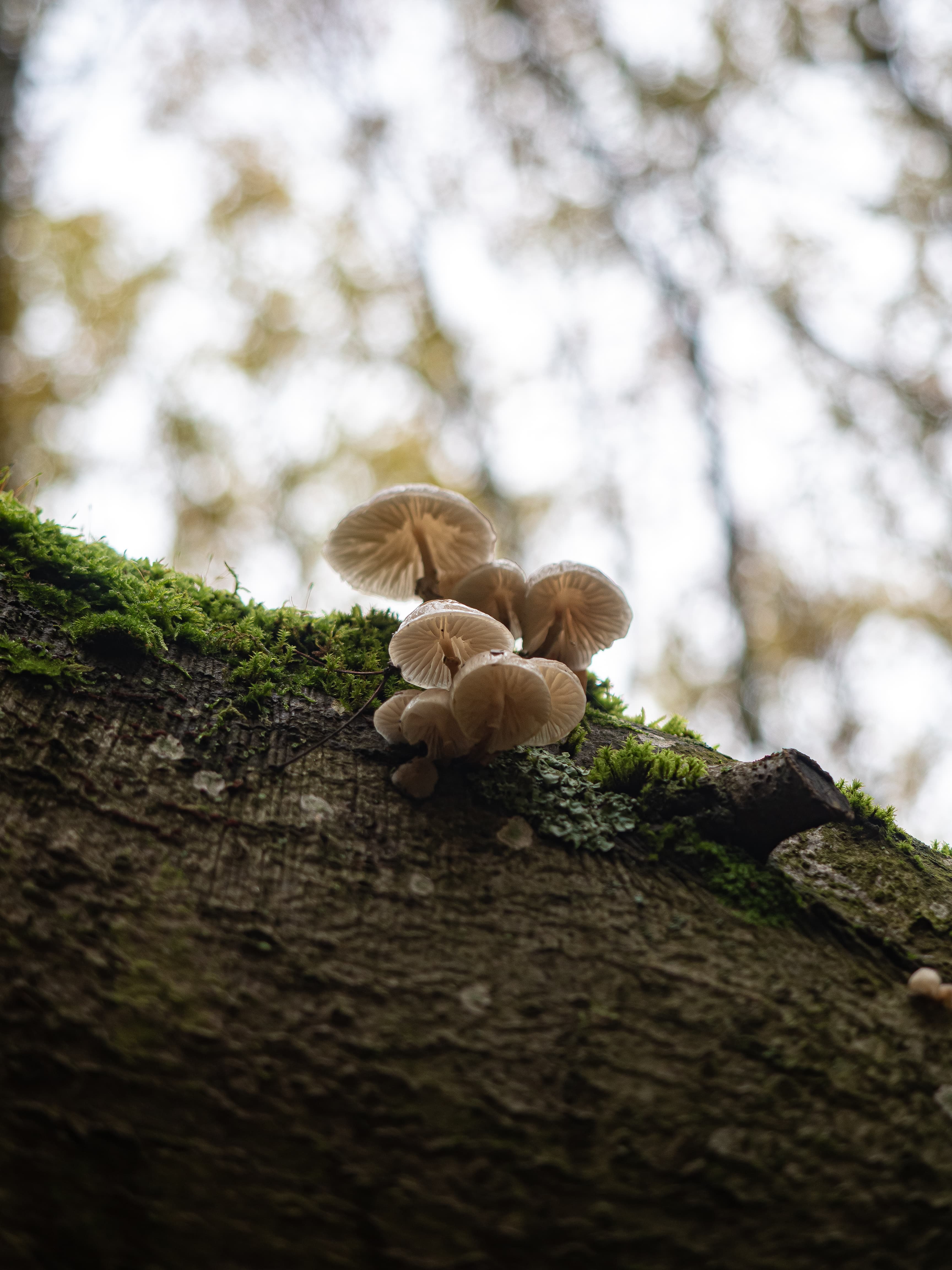 Pale Fungi Rising From Mossy Bark