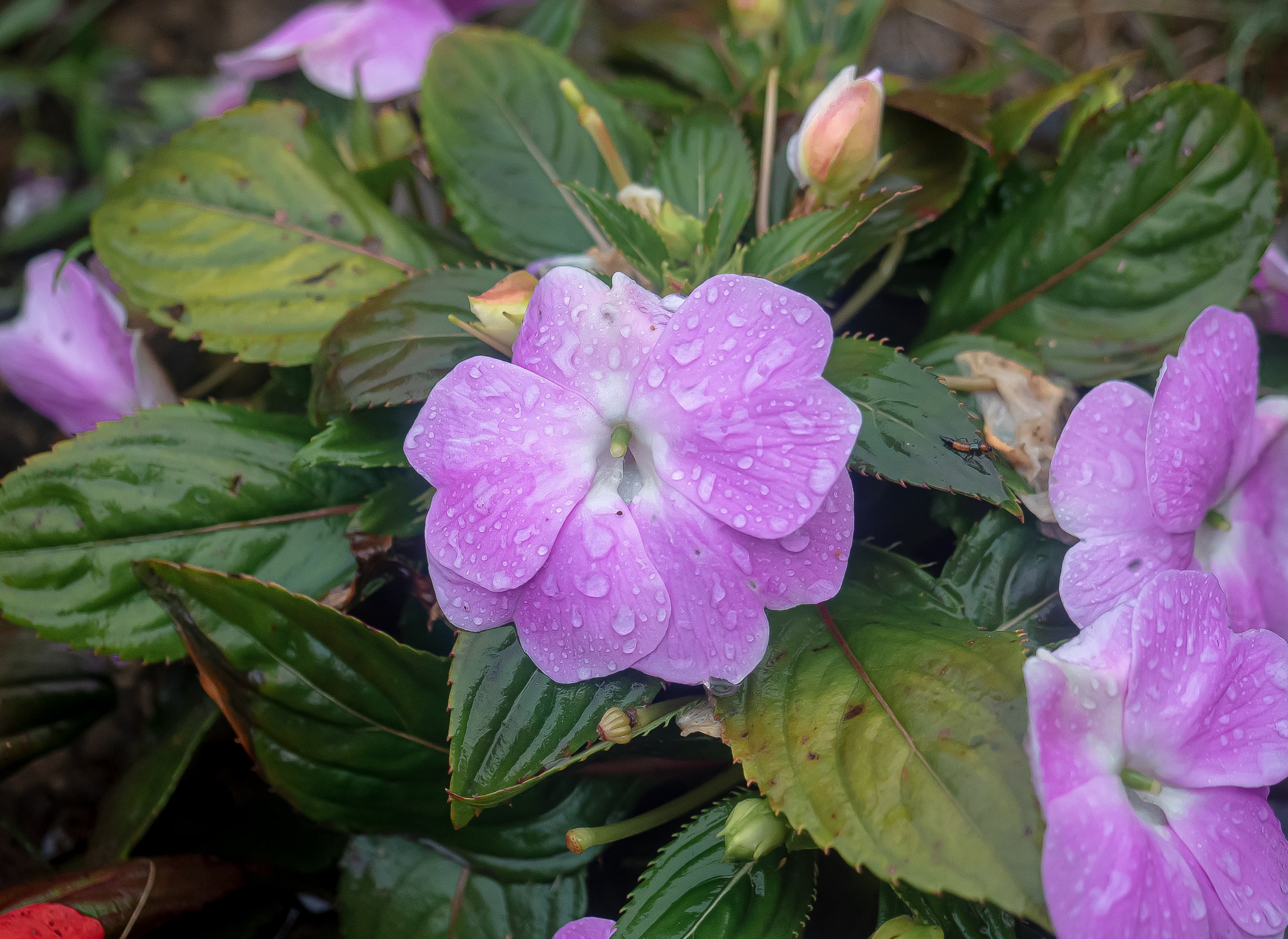 Rain-Kissed Impatiens After the Storm