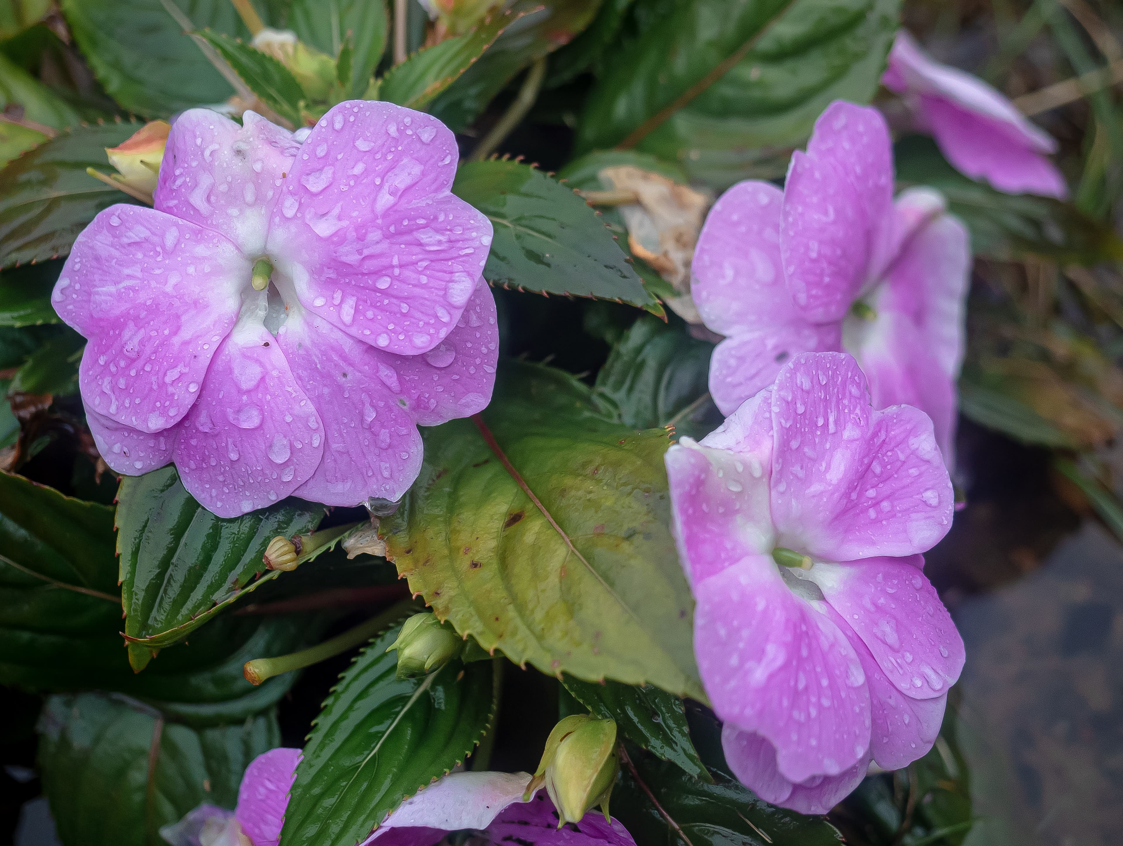 Rain-Kissed Purple Blooms After Shower