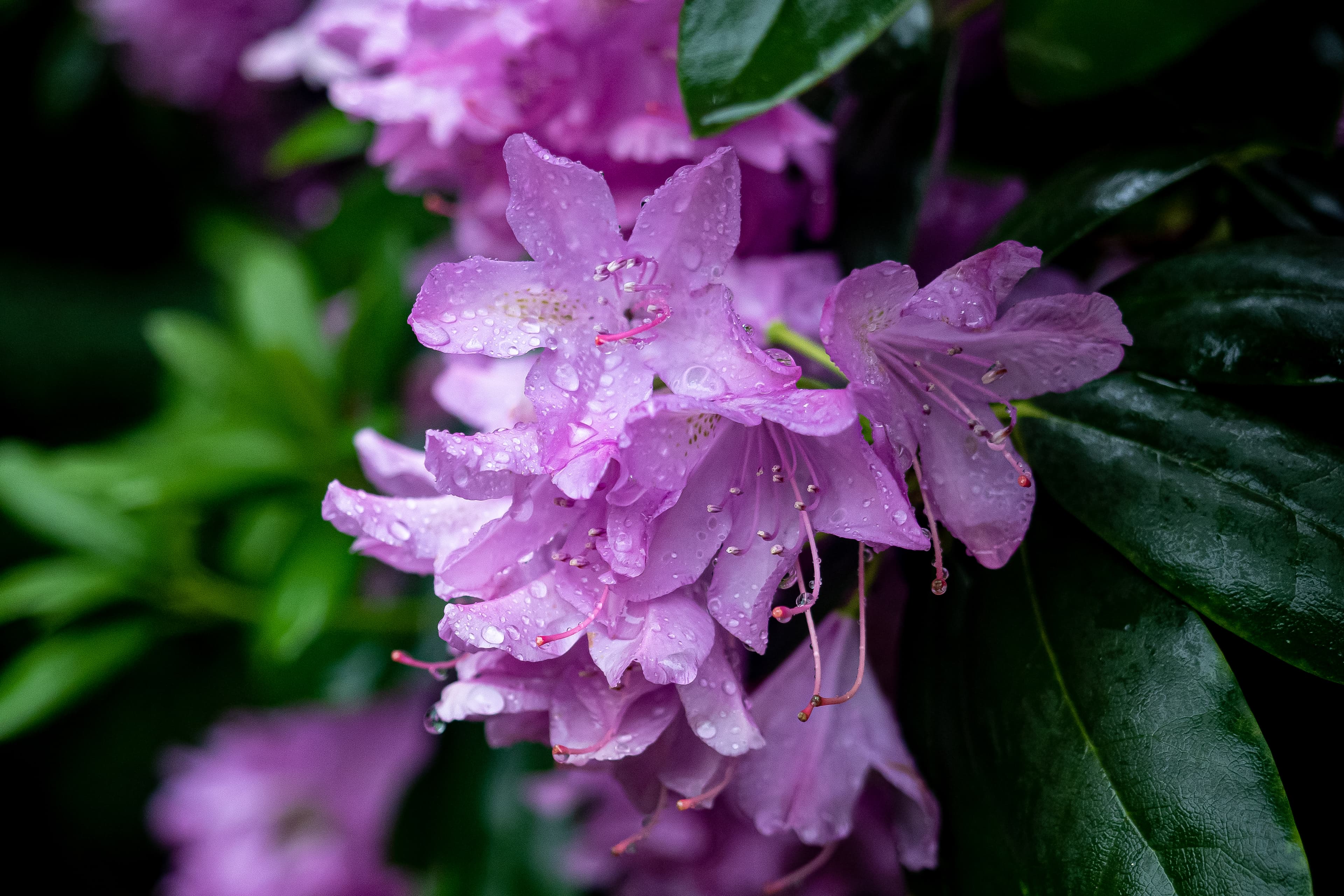 Rain-Kissed Rhododendron in Bloom