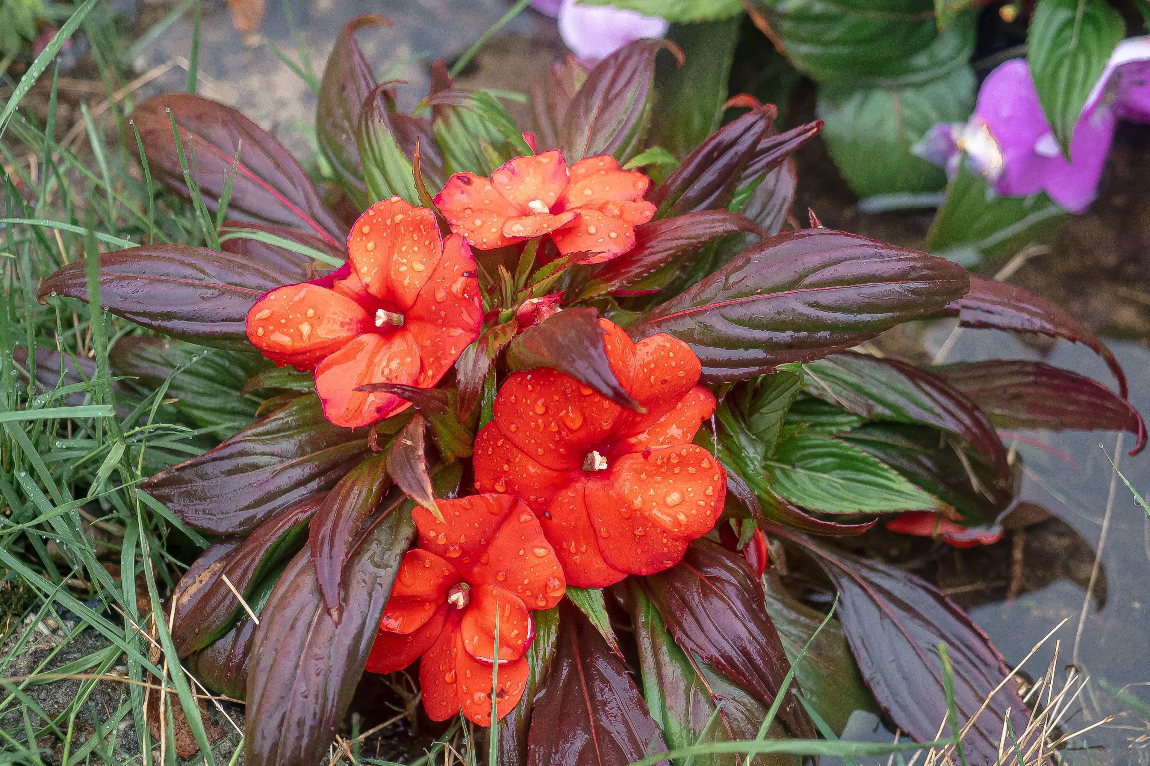 Red Impatiens After the Rain