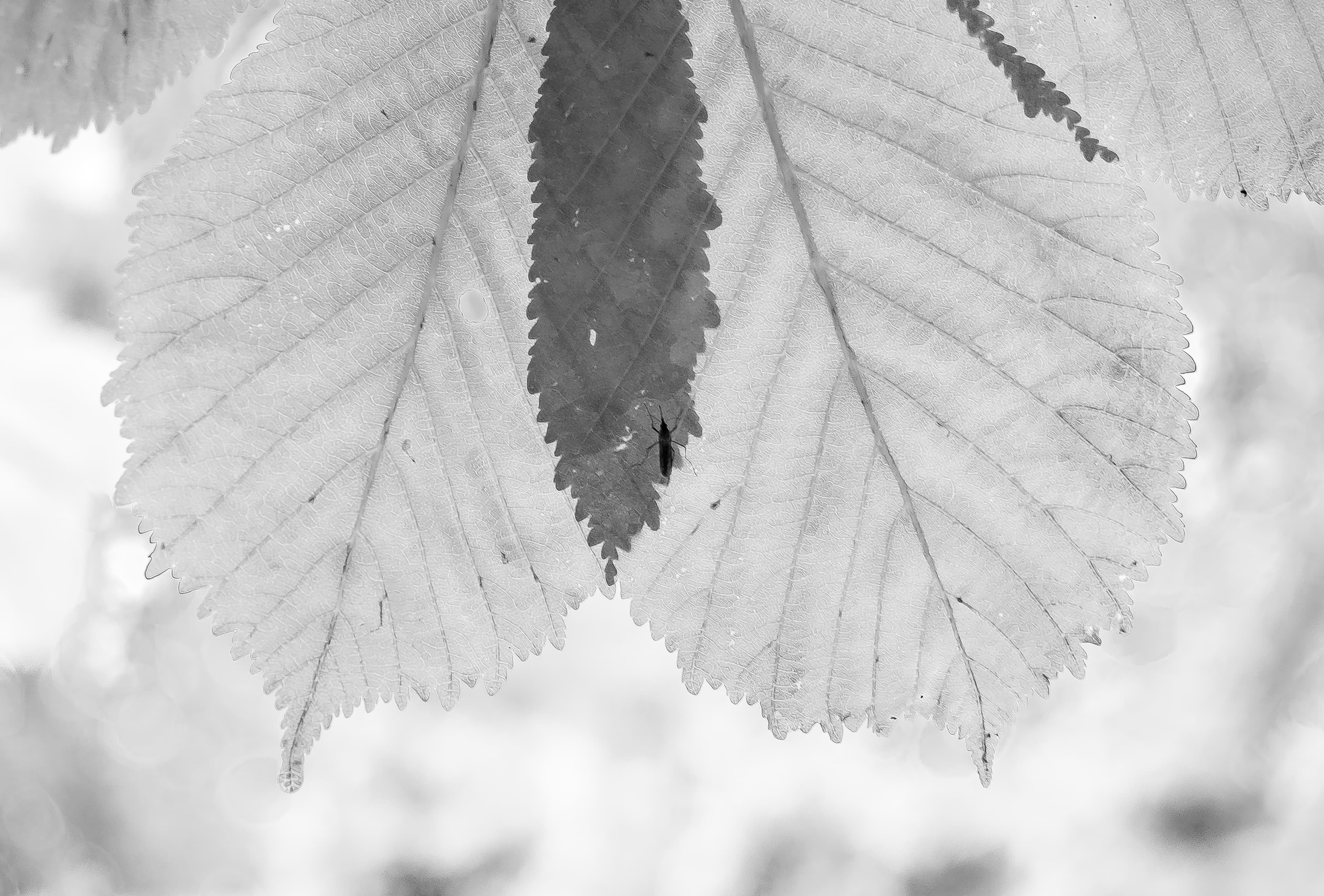 Shadow Resting on Translucent Leaf