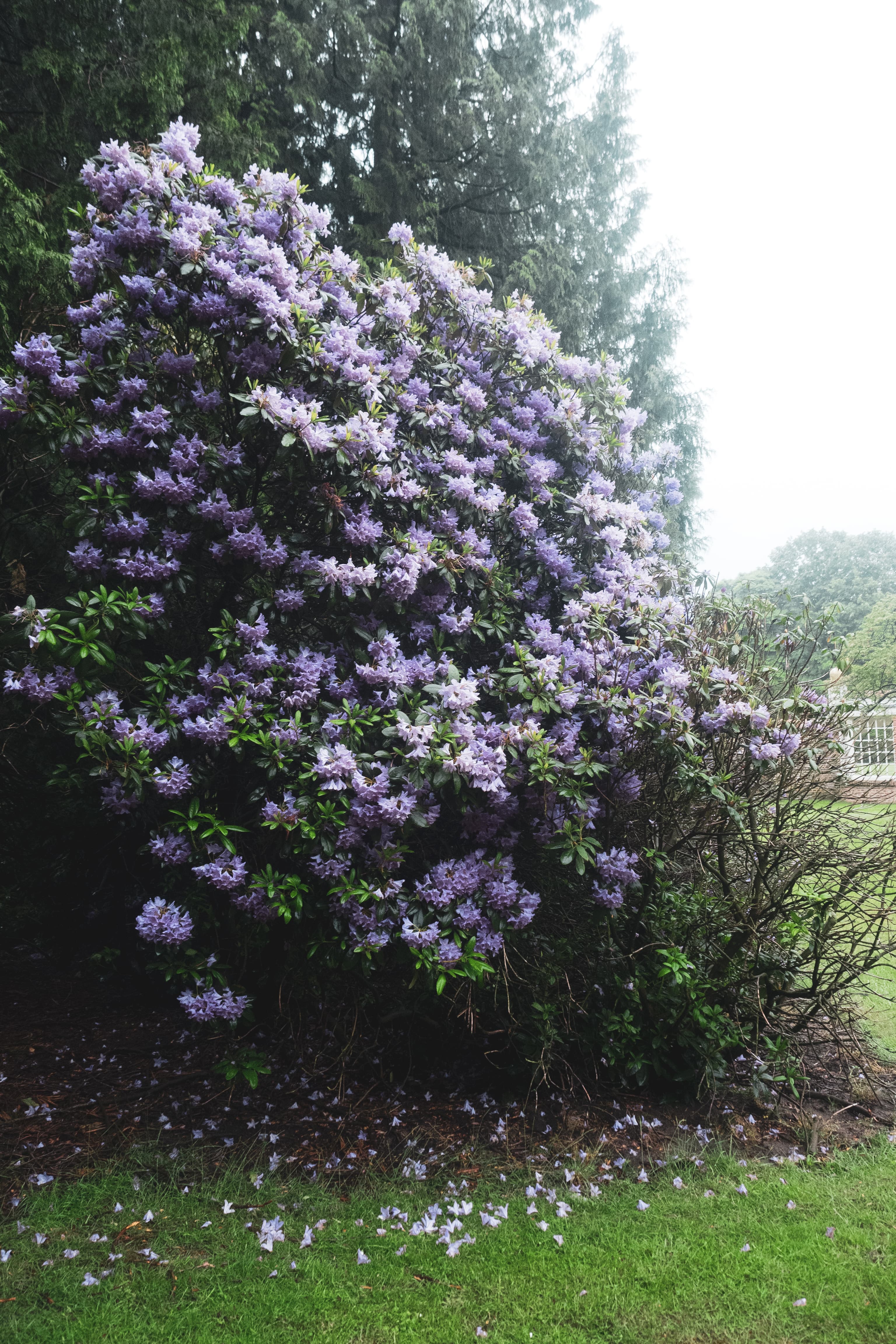 Lavender Rhododendron in Misty Garden