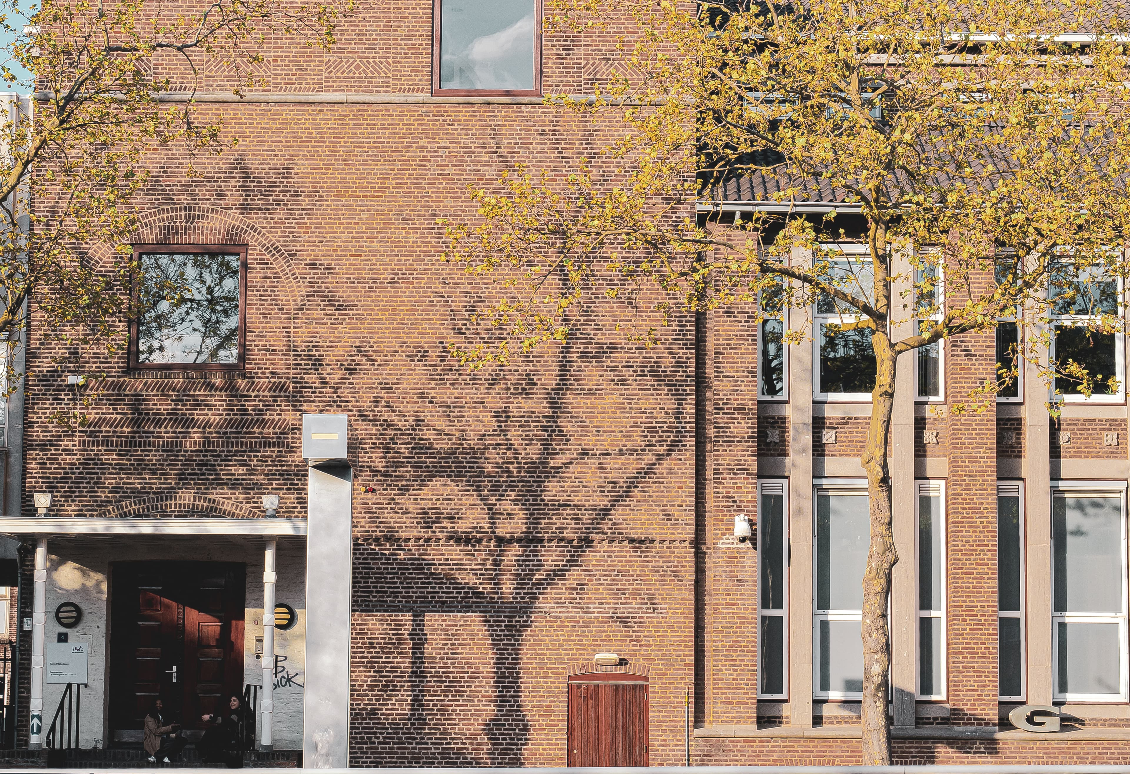 Shadow Tree on Sunlit Brick Wall